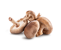 BOLET DE ROURE XIITAKE KG