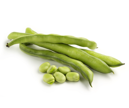 FAVA KG